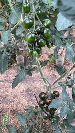 IMG_0856.jpeg
