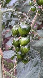IMG_0857.jpeg