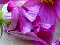 005.webp