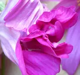 006.webp