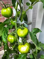 IMG_20240723_161848.webp