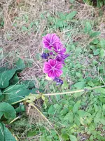 IMG_20240724_192342.jpg