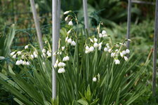Leucojum0117.JPG
