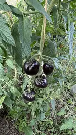 IMG_0907.jpeg
