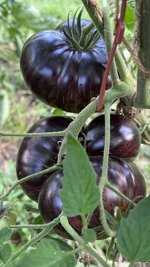 IMG_0913.jpeg