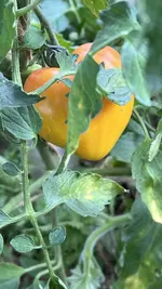 IMG_0915.jpeg