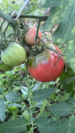 IMG_0920.jpeg