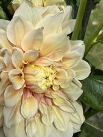 IMG_3487.jpeg