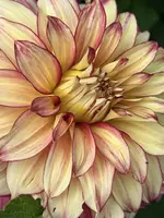 IMG_3483.webp