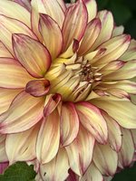 IMG_3483.jpeg