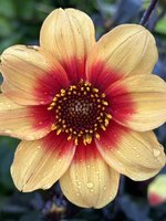 IMG_3456.jpeg