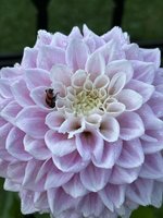IMG_3459.jpeg