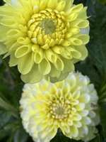 IMG_3458.jpeg