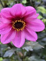 IMG_3460.jpeg