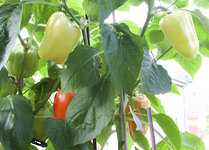 paprika_1.jpg