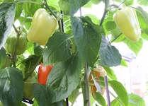 paprika_1.webp
