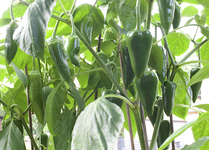 paprika_2.webp