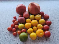 IMG_20240726_081023.webp