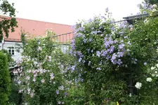 Juli          3724.webp