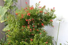Juli          3824.webp