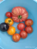 IMG_20240726_160159.webp