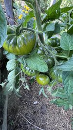 IMG_0955.jpeg