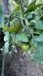 IMG_0955.jpeg