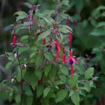 2024(100)blmn59.webp