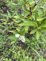 IMG_7261.jpeg