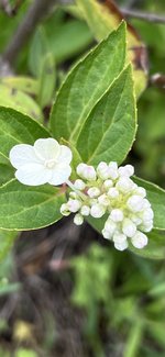 IMG_7263.jpeg