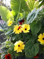 20240724_193047.webp