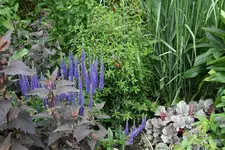 Winterharte Fuchsie0421.webp