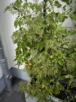 IMG_20240727_130805.jpg