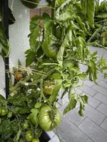IMG_20240727_130753.jpg