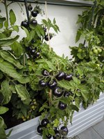 IMG_20240727_130744.jpg