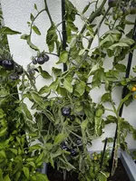 IMG_20240727_130505.webp