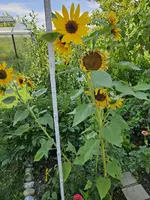 20240727_140344.webp