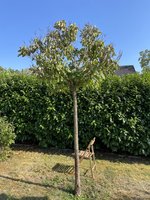 IMG_0807.jpeg
