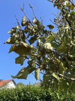 IMG_0808.jpeg