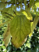 IMG_0809.jpeg