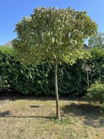 IMG_0806.jpeg