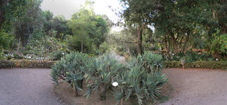 Jardín de aclimatacíon de la Orotava 1.jpg