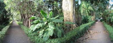 Jardín de aclimatacíon de la Orotava 2.jpg