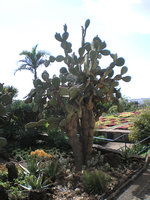 Jardim Botânico de Madeira 1.JPG