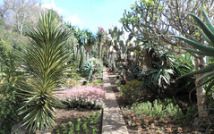 Jardim Botânico de Madeira 2.jpg