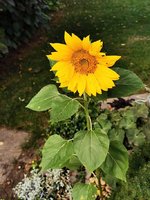 IMG_20240728_080652.jpg