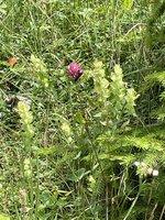 IMG_5375.jpeg
