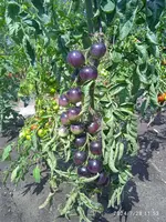 IMG_20240728_115358_1.webp