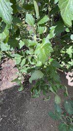 IMG_0997.jpeg