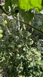 IMG_0998.jpeg